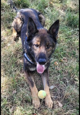 Alex Altdeutecher Schäferhund Mix sucht dringend ei Zuhause, Altdeutscher Schäferhund Mix - Rüde