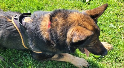 Alex Altdeutecher Schäferhund Mix sucht dringend ei Zuhause, Altdeutscher Schäferhund Mix - Rüde