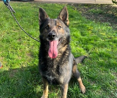 Alex Altdeutscher Schäferhundmix Rüde möchte ein Zuhause