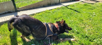 Alex Altdeutscher Schäferhundmix Rüde möchte ein Zuhause, Altdeutscher Schäferhund Mix - Rüde