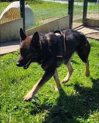 Alex Altdeutscher Schäferhundmix Rüde möchte ein Zuhause, Altdeutscher Schäferhund Mix - Rüde