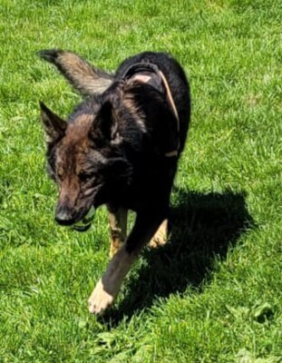 Alex Altdeutscher Schäferhundmix Rüde möchte ein Zuhause, Altdeutscher Schäferhund Mix - Rüde