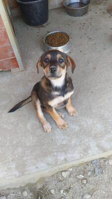 Alex, Mischling - Rüde