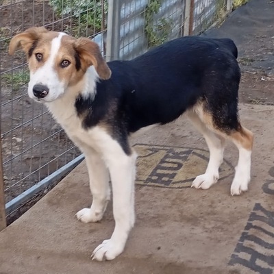 Alex - sanftmütig, vorsichtig & schüchtern 🙂‍↕️/ Reserviert, Mischling Welpen - Rüde