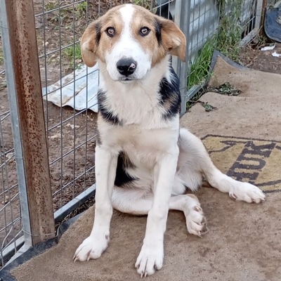 Alex - sanftmütig, vorsichtig & schüchtern 🙂‍↕️/ Reserviert, Mischling Welpen - Rüde