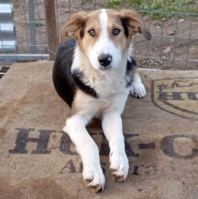 Alex - sanftmütig, vorsichtig und schüchtern, Mischling Welpen - Rüde