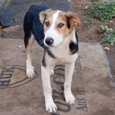 Alex - sanftmütig, vorsichtig und schüchtern, Mischling Welpen - Rüde