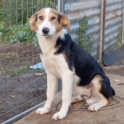 Alex - sanftmütig, vorsichtig und schüchtern / Reserviert, Mischling Welpen - Rüde