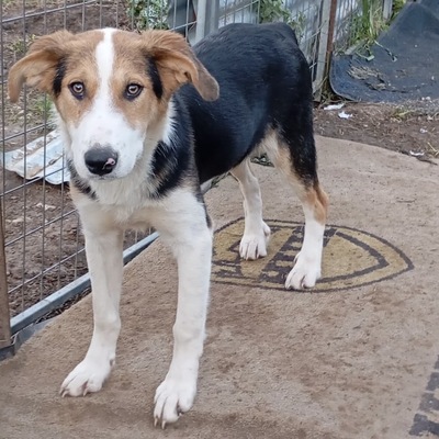 Alex - sanftmütig, vorsichtig und schüchtern / Vorgemerkt, Mischling Welpen - Rüde