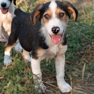 Alex - sehr sanftmütig und eher vorsichtig und schüchtern