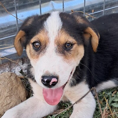 Alex - sehr sanftmütig und eher vorsichtig und schüchtern, griech. Bracken-Mischling - Rüde