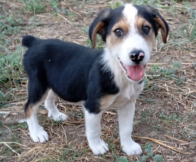 Alex - sehr sanftmütig und eher vorsichtig und schüchtern, griech. Bracken-Mischling - Rüde