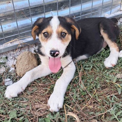 Alex - sehr sanftmütig und eher vorsichtig und schüchtern, griech. Bracken-Mischling - Rüde