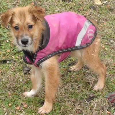 Alex, unbekannt - Rüde