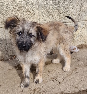 Alfi, Mix Welpen - Rüde