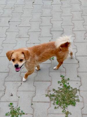 Alfi sucht seine Menschen und bringt gute Laune gleich mit!, Mischling - Rüde