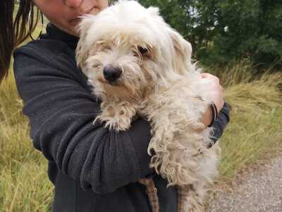 Alfie - Kleiner Mischling, ca. 4 Jahre/5kg/30cm, Mischling - Rüde
