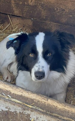 Alfie, Mischling - Rüde