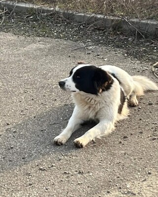 Alfie, Mischling - Rüde