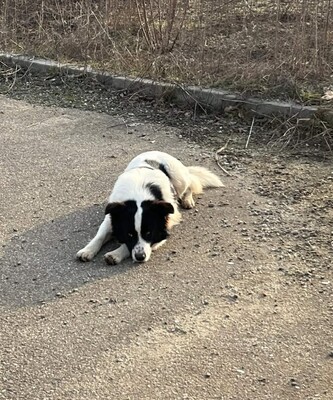 Alfie, Mischling - Rüde