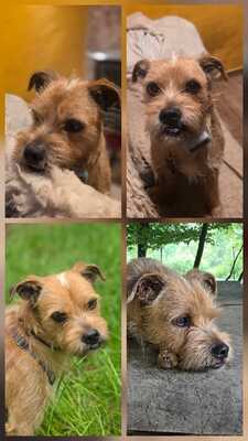 Alfie, Mix - Rüde