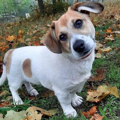 Alfie kleiner Welpe ist ein wahrer Sonnenschein und er bringt jeden zum Lachen, Welpen - Rüde