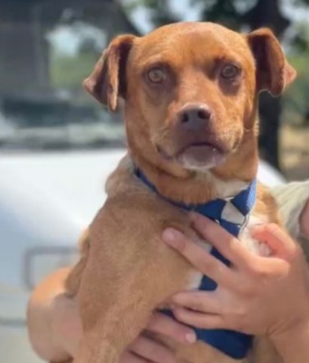 Alfio, Mischling - Rüde