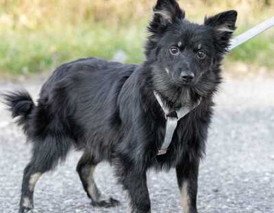 Alfons - Fröhlicher Mischling, ca. 1 Jahr/8kg, Mischling - Rüde