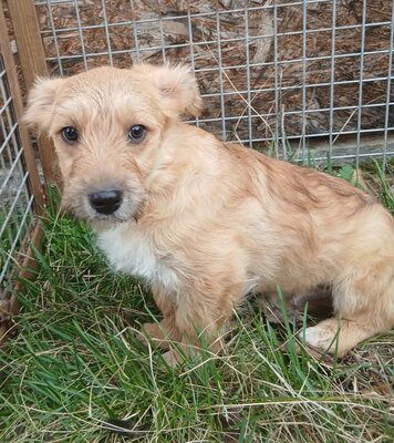 Alfonso, Mix Welpen - Rüde