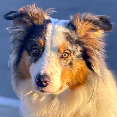 Alfred, Australian Shepherd - Rüde