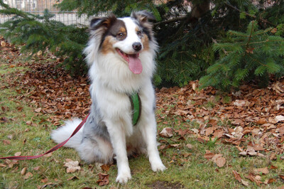 Alfred, Australian Shepherd - Rüde