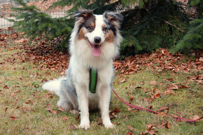 Alfred, Australian Shepherd - Rüde