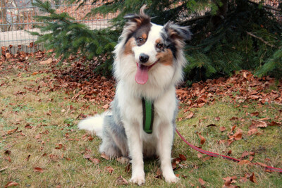 Alfred, Australian Shepherd - Rüde