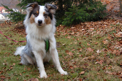 Alfred, Australian Shepherd - Rüde