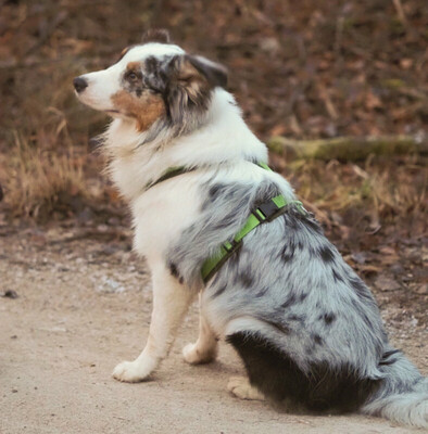 Alfred, Australian Shepherd - Rüde