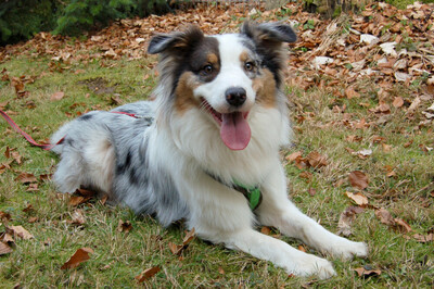 Alfred, Australian Shepherd - Rüde