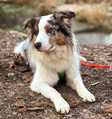 Alfred, Australian Shepherd - Rüde