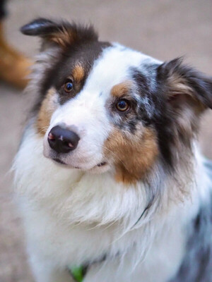 Alfred, Australian Shepherd - Rüde