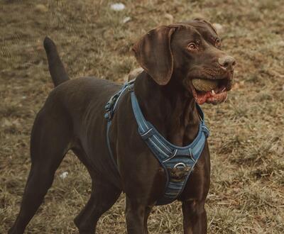 Ali Deutsch Kurzhaar Rüde sucht immer noch ein Zuhause