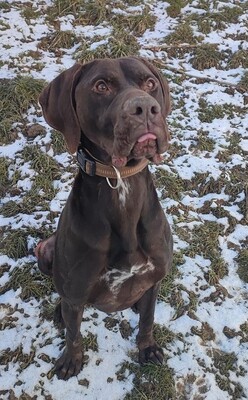 Ali Deutsch Kurzhaar Rüde sucht immer noch ein Zuhause, Deutsch-Kurzhaar - Rüde