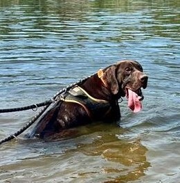 Ali Deutsch Kurzhaar Rüde sucht immer noch ein Zuhause, Deutsch-Kurzhaar - Rüde