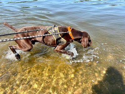 Ali Deutsch Kurzhaar Rüde sucht immer noch ein Zuhause, Deutsch-Kurzhaar - Rüde
