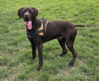 Ali Deutsch Kurzhaar Rüde sucht immer noch ein Zuhause, Deutsch-Kurzhaar - Rüde