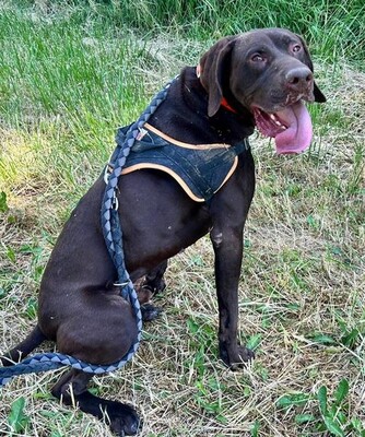 Ali Deutsch Kurzhaar Rüde sucht immer noch ein Zuhause, Deutsch-Kurzhaar - Rüde