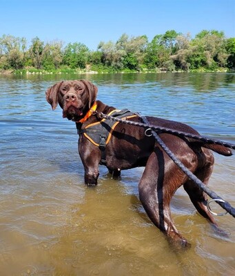 Ali Kurz Kurzhaar sucht immer noch sein Zuhause