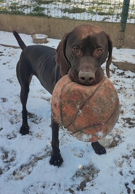 Ali Kurz Kurzhaar sucht immer noch sein Zuhause, Deutsch-Kurzhaar - Rüde
