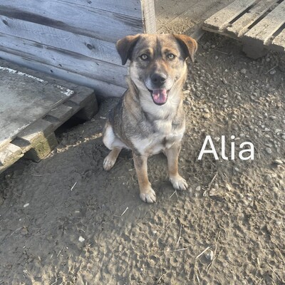 Alia, geb. 2020, sucht spritzige und liebevolle Familie, Schäferhund-Mischling - Hündin 1