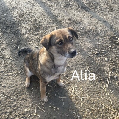 Alia, geb. 2020, sucht spritzige und liebevolle Familie, Schäferhund-Mischling - Hündin