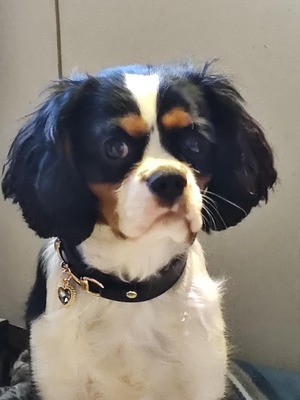 Alice, Cavalier King Charles Spaniel - Hündin