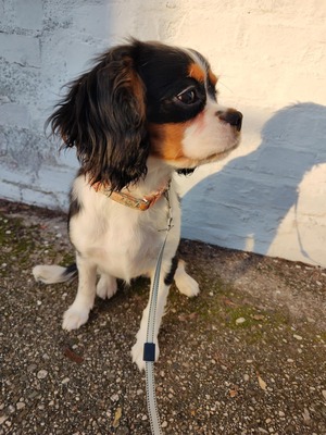 Alice, Cavalier King Charles Spaniel - Hündin